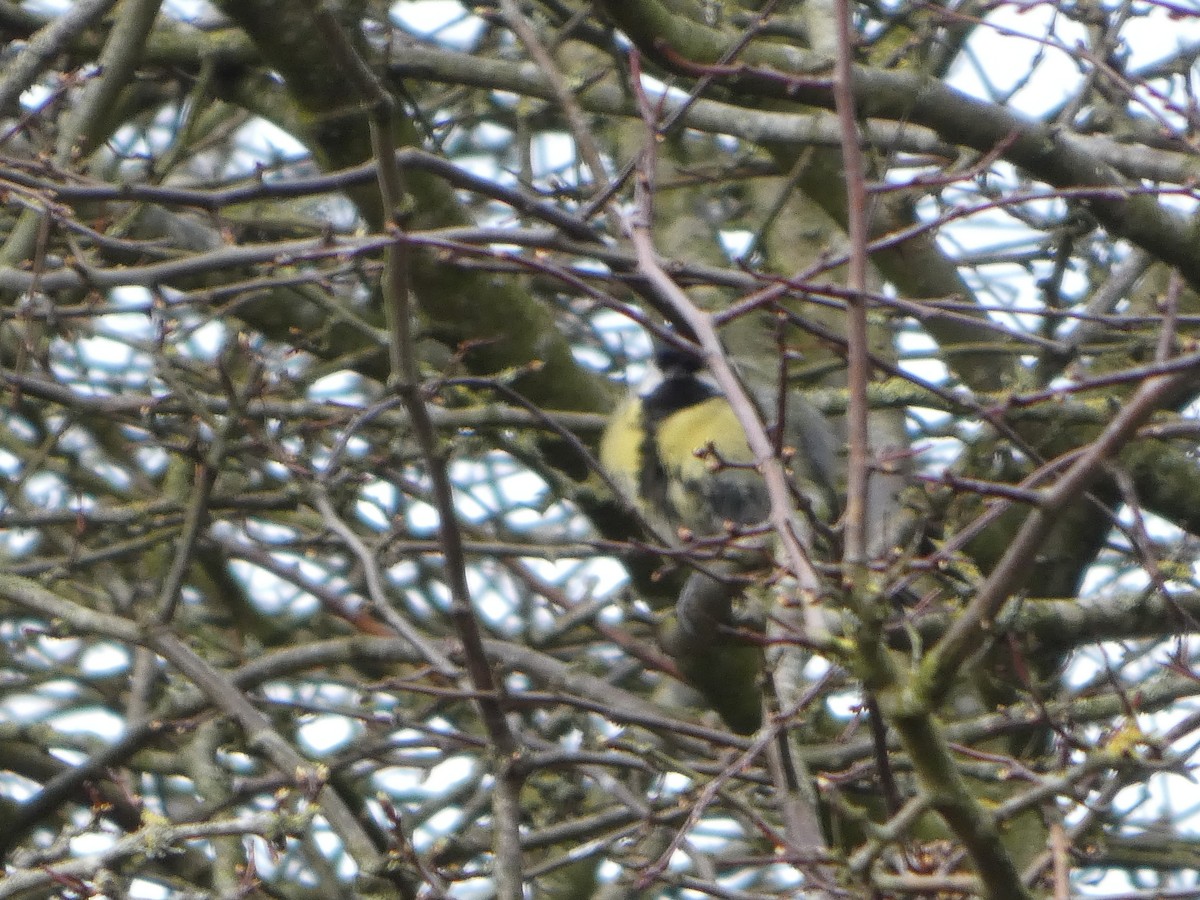 Great Tit - ML652392793