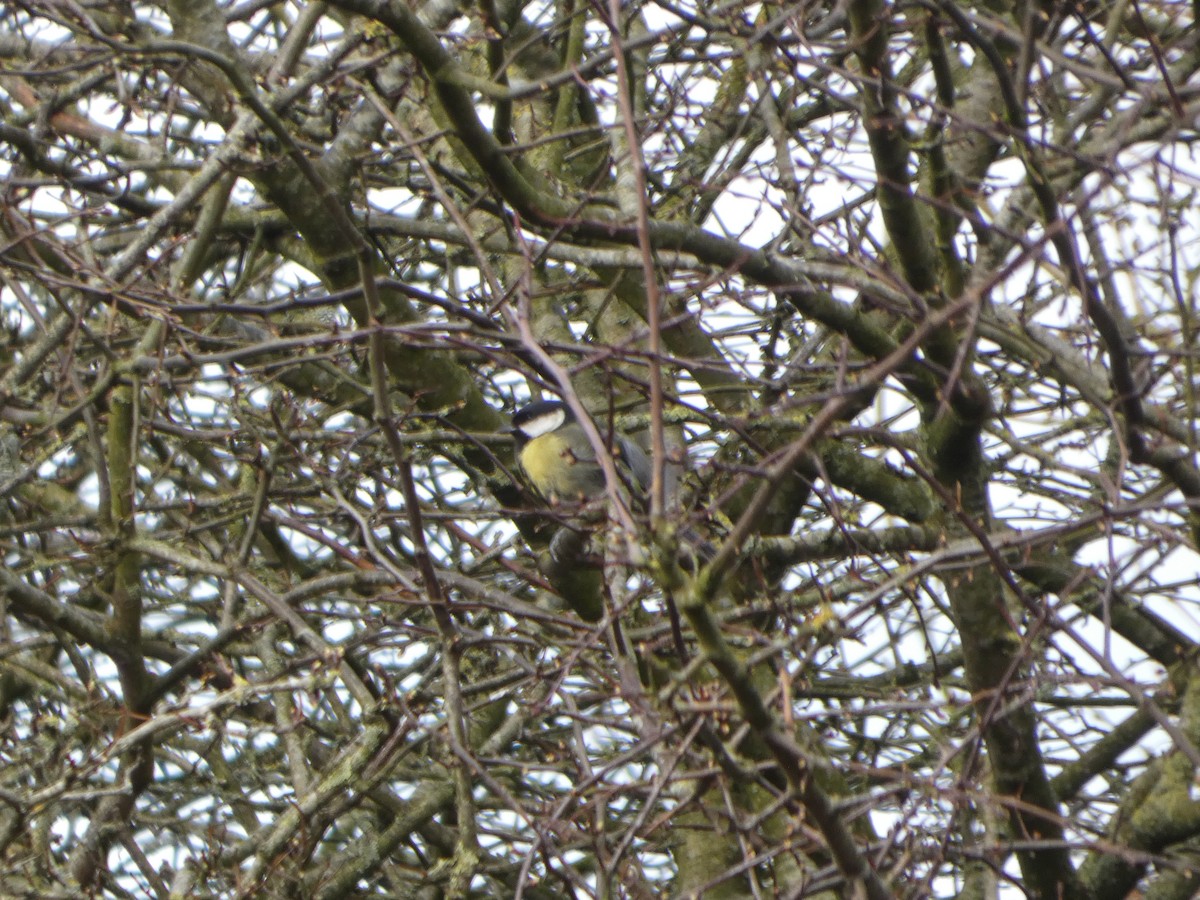 Great Tit - ML652392794