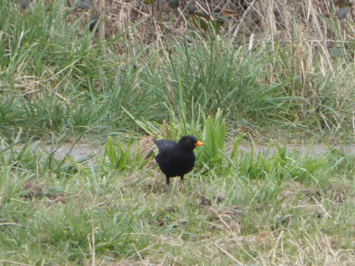 Eurasian Blackbird - ML652392827