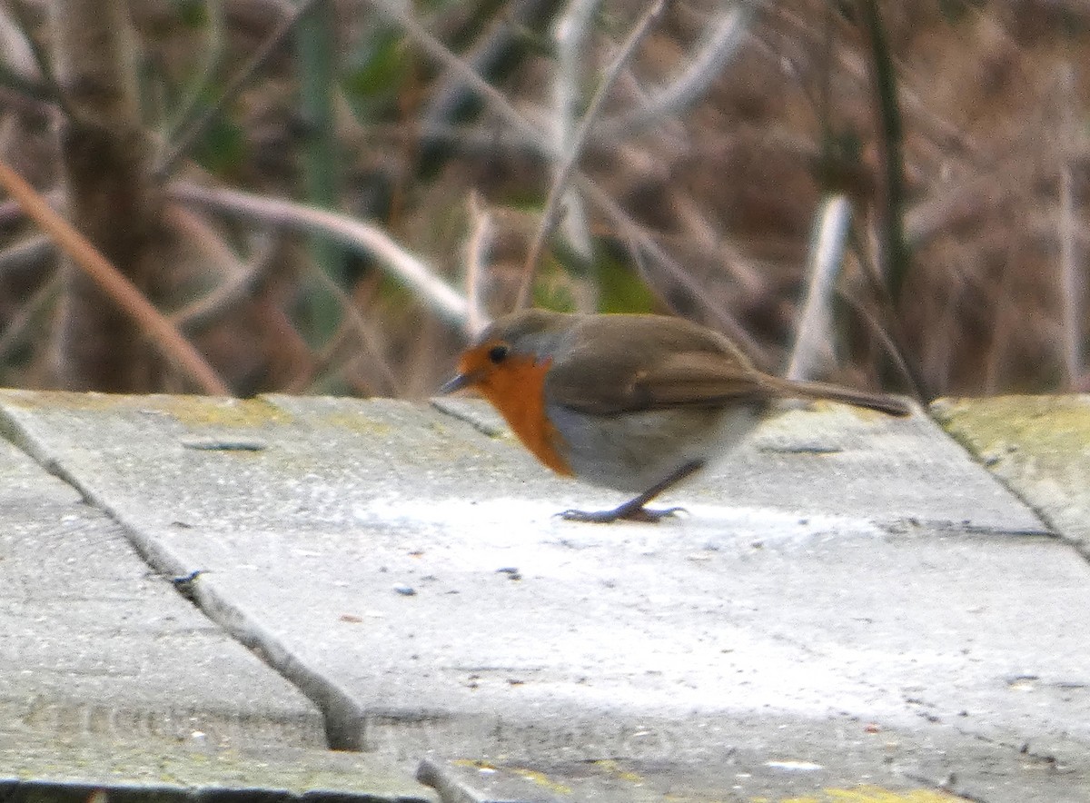 European Robin - ML652392867