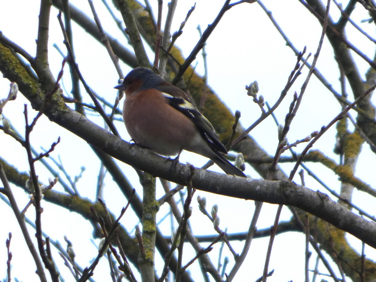 Common Chaffinch - ML652392893