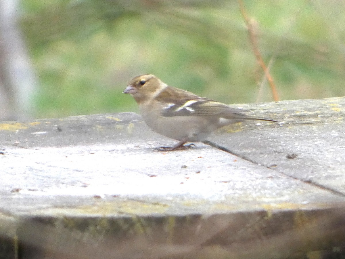 Common Chaffinch - ML652392894
