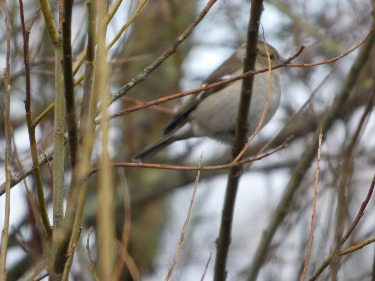 Common Chaffinch - ML652392895
