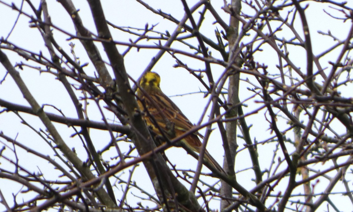 Yellowhammer - ML652392913