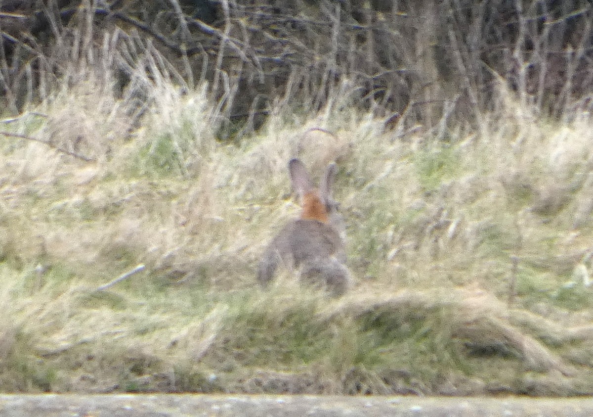 European Rabbit - ML652392991