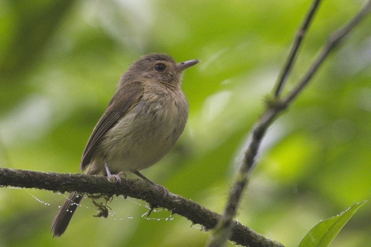 Buff-breasted Tody-Tyrant - ML652393062