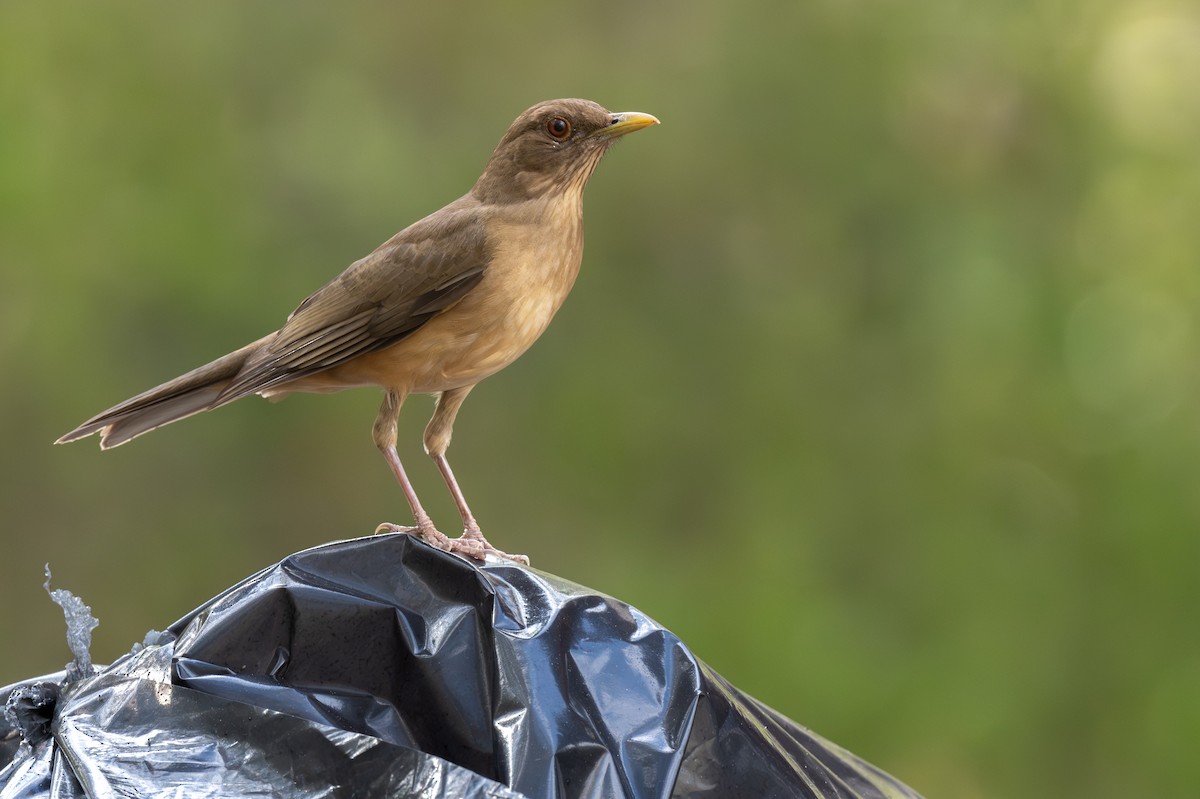 Clay-colored Thrush - ML652393086