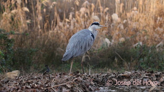 蒼鷺 - ML652393129