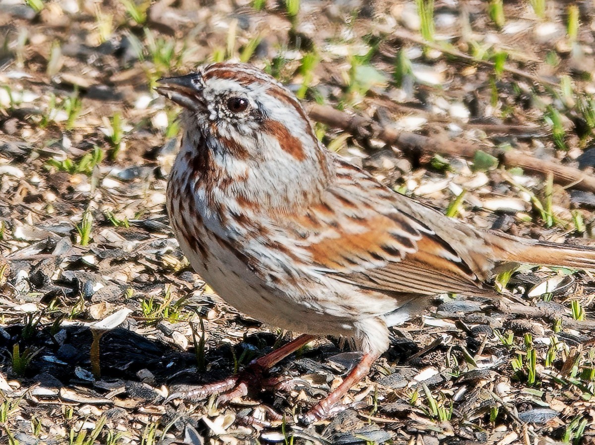 Song Sparrow - ML652393136