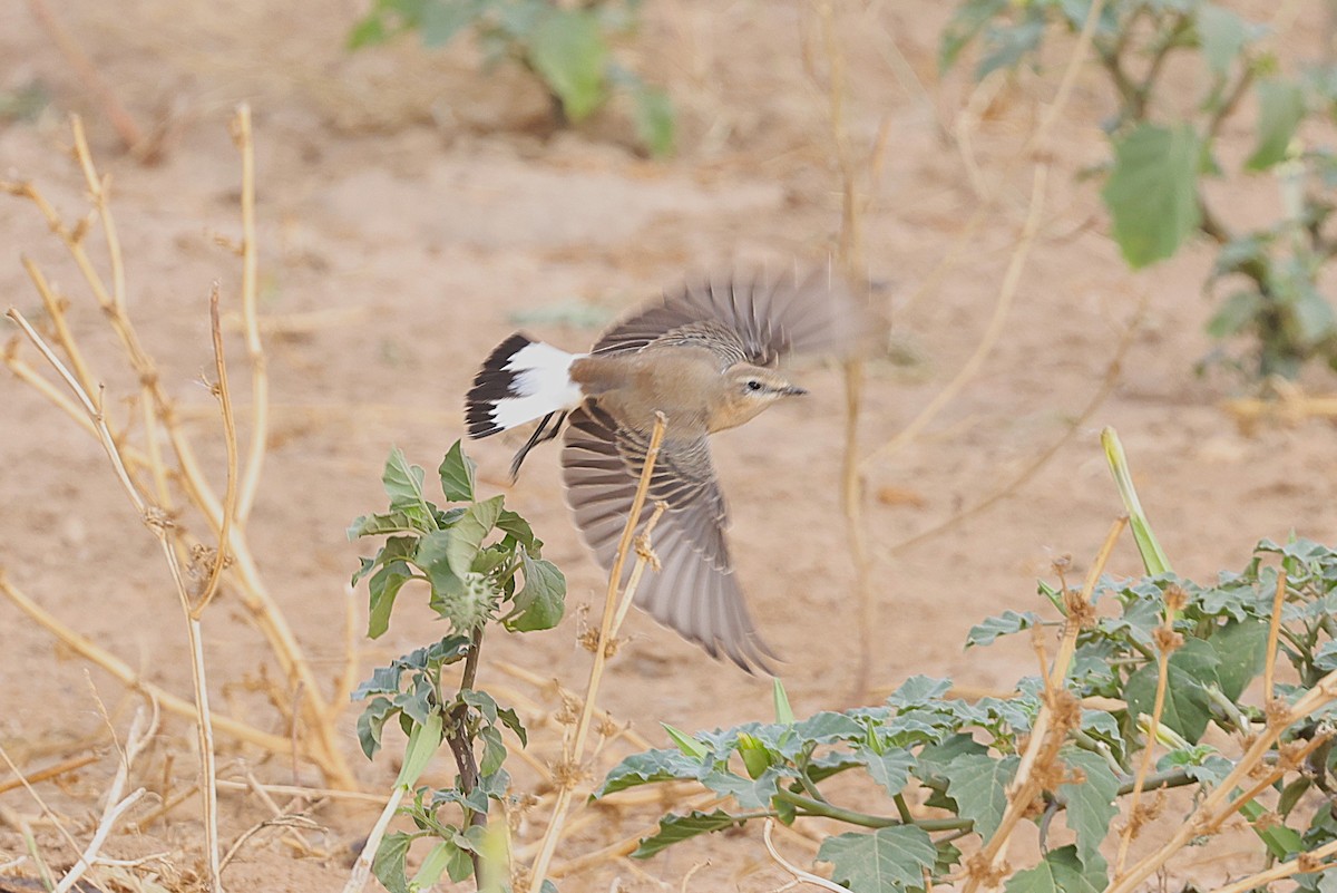 Northern Wheatear - ML652393147