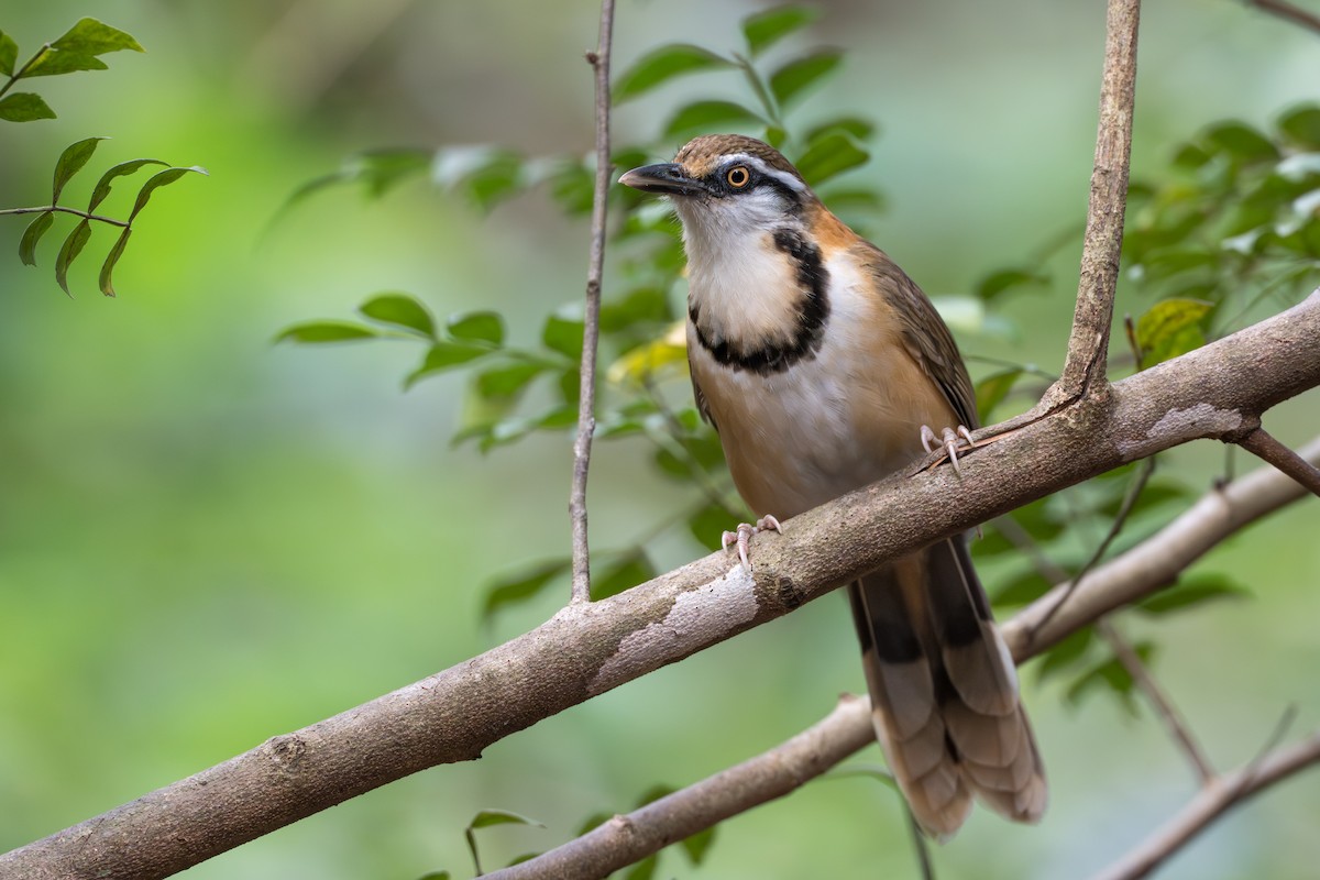 Lesser Necklaced Laughingthrush - ML652393148