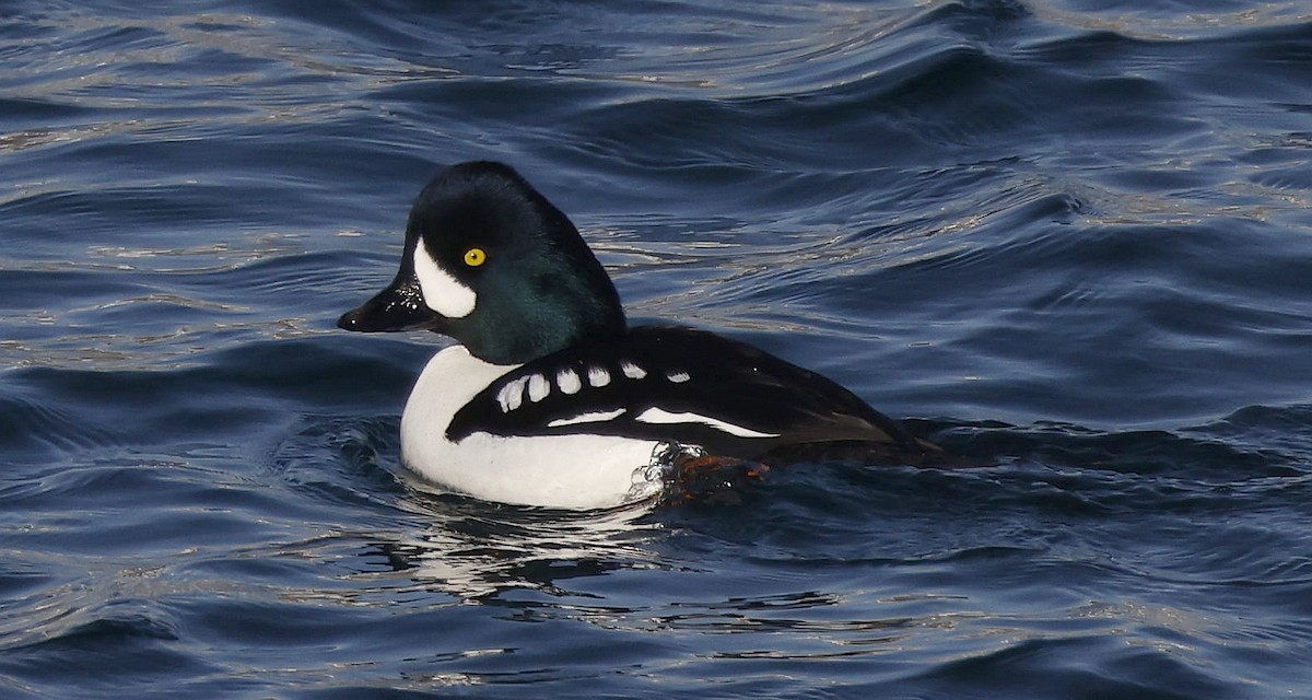 Barrow's Goldeneye - ML652393149