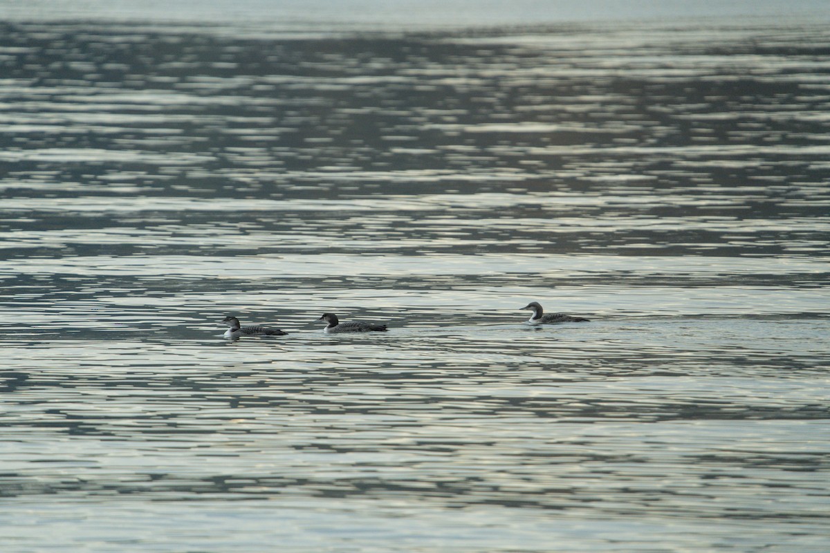 Common Loon - ML652393150