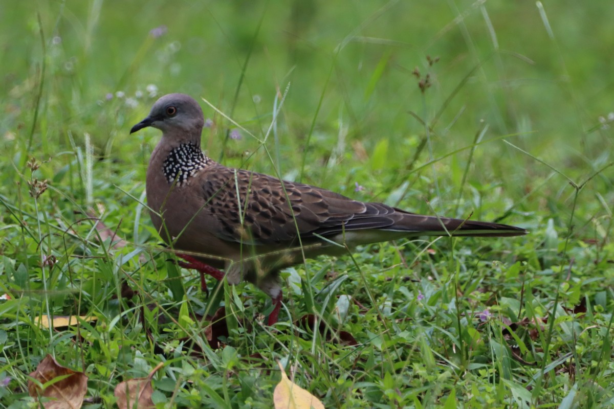 Spotted Dove - ML652393151