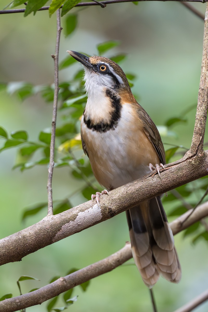 Lesser Necklaced Laughingthrush - ML652393153