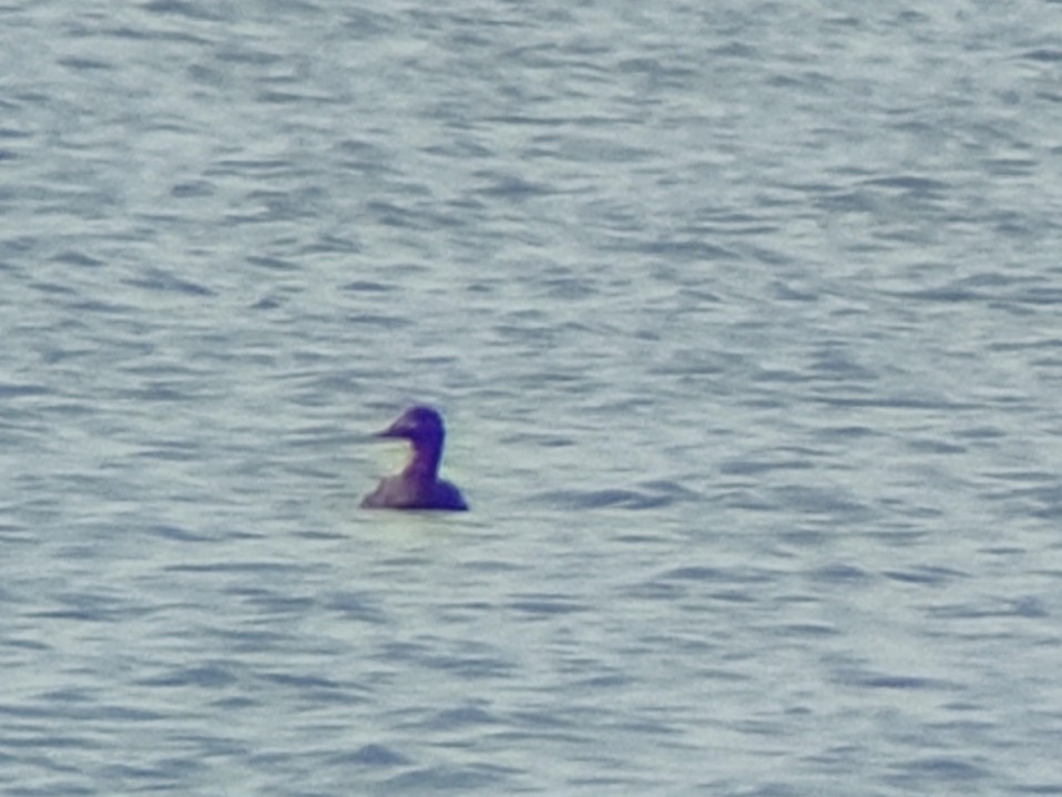 Velvet Scoter - ML652393161