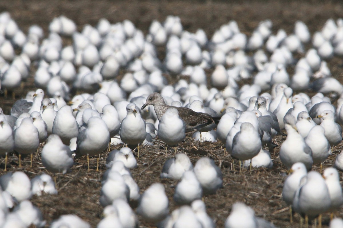 Lesser Black-backed Gull - ML652393162