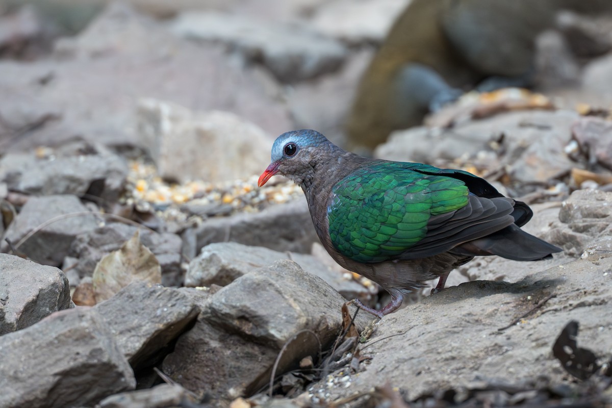 Asian Emerald Dove - ML652393178