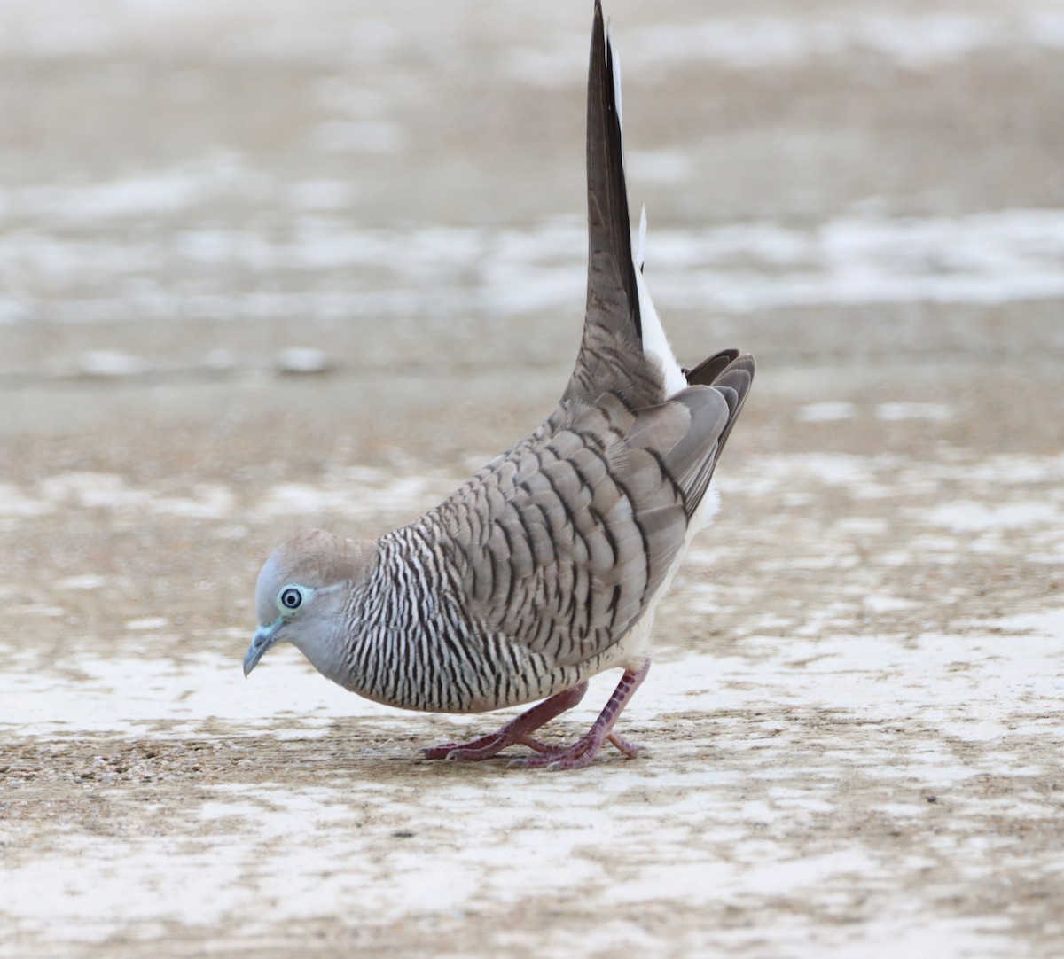 Zebra Dove - ML652393179