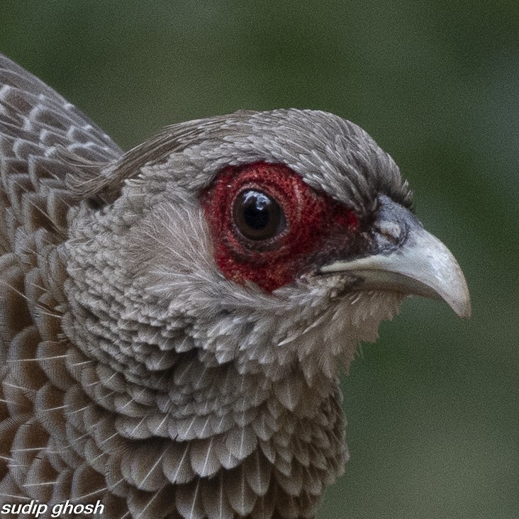 Kalij Pheasant - ML652393184