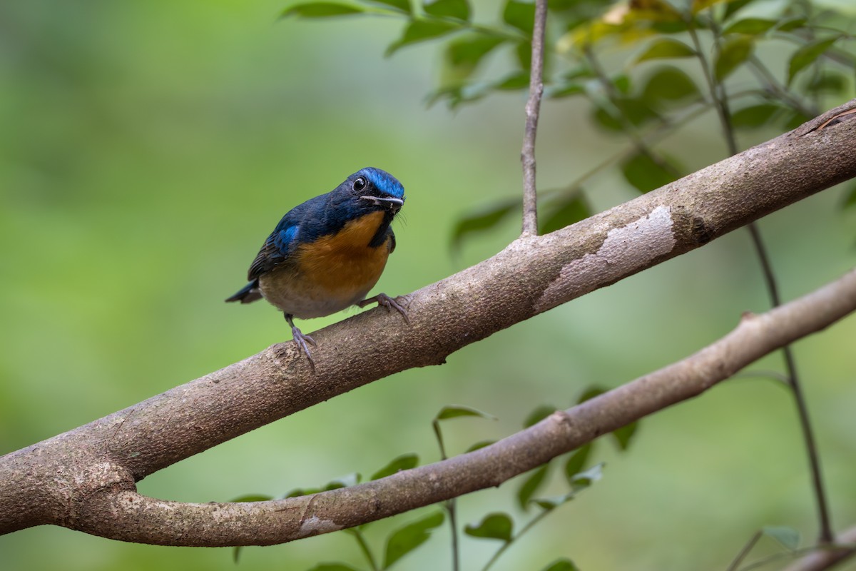 Indochinese Blue Flycatcher - ML652393192