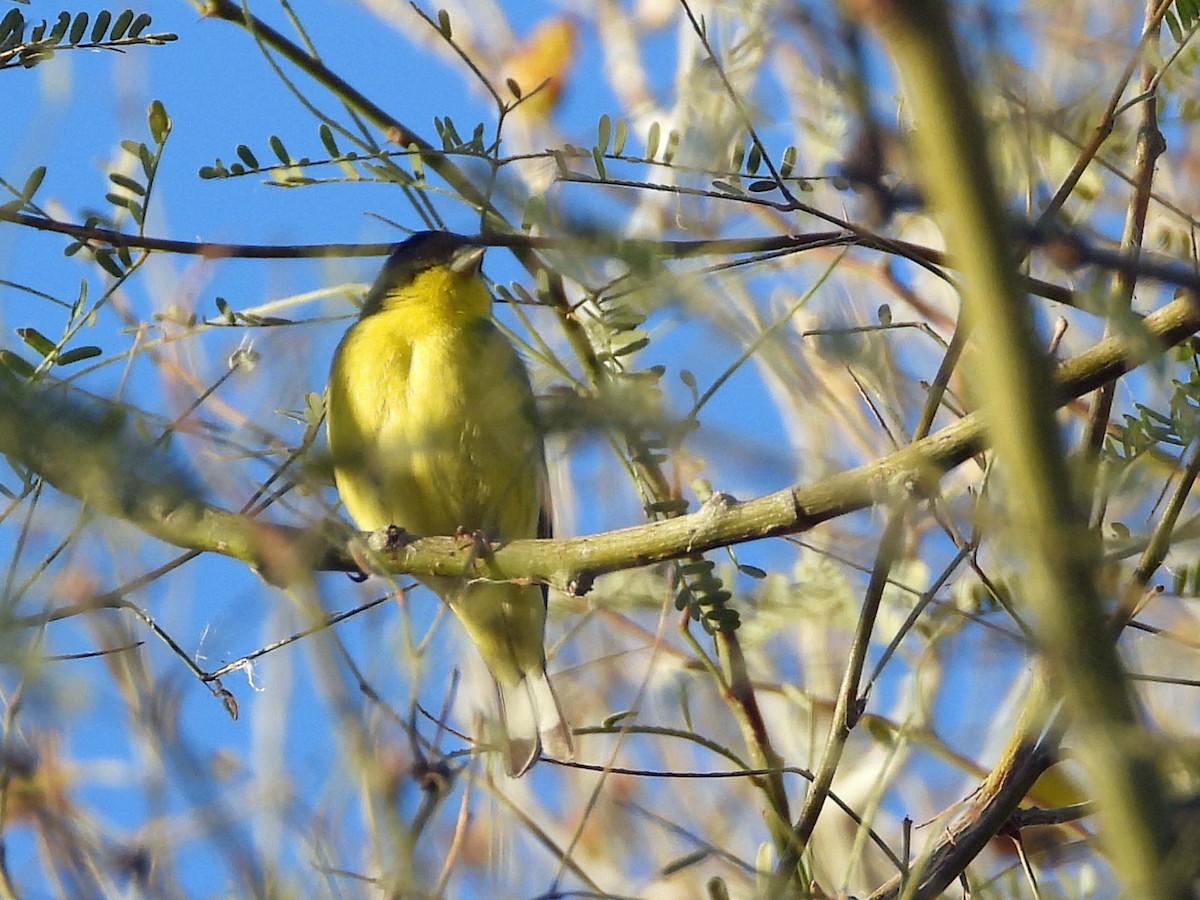 Lesser Goldfinch - ML652393193