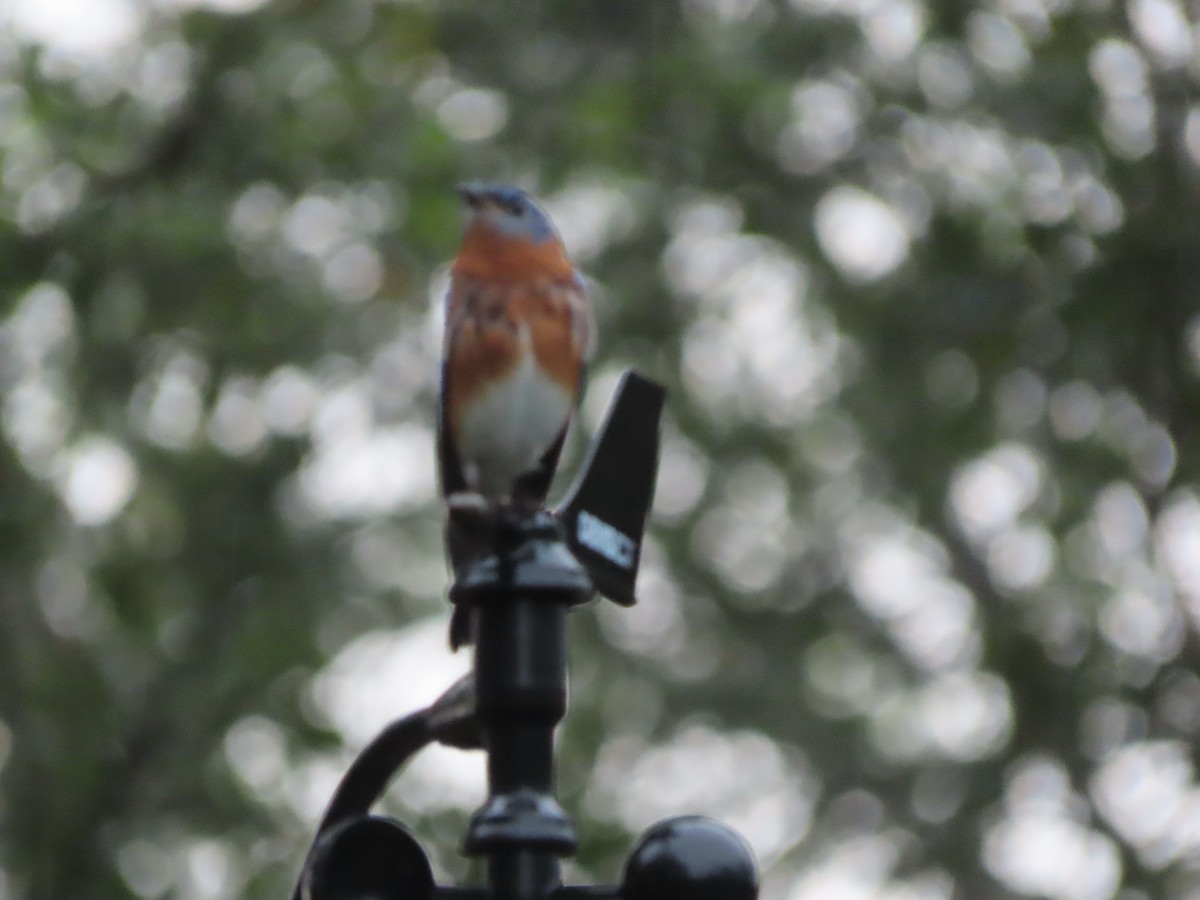 Eastern Bluebird - ML652393194