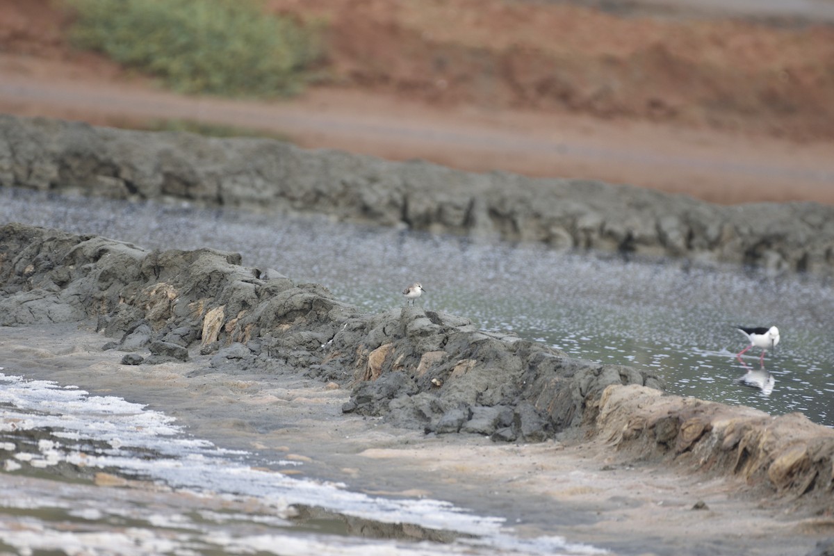 Little Stint - ML652393200