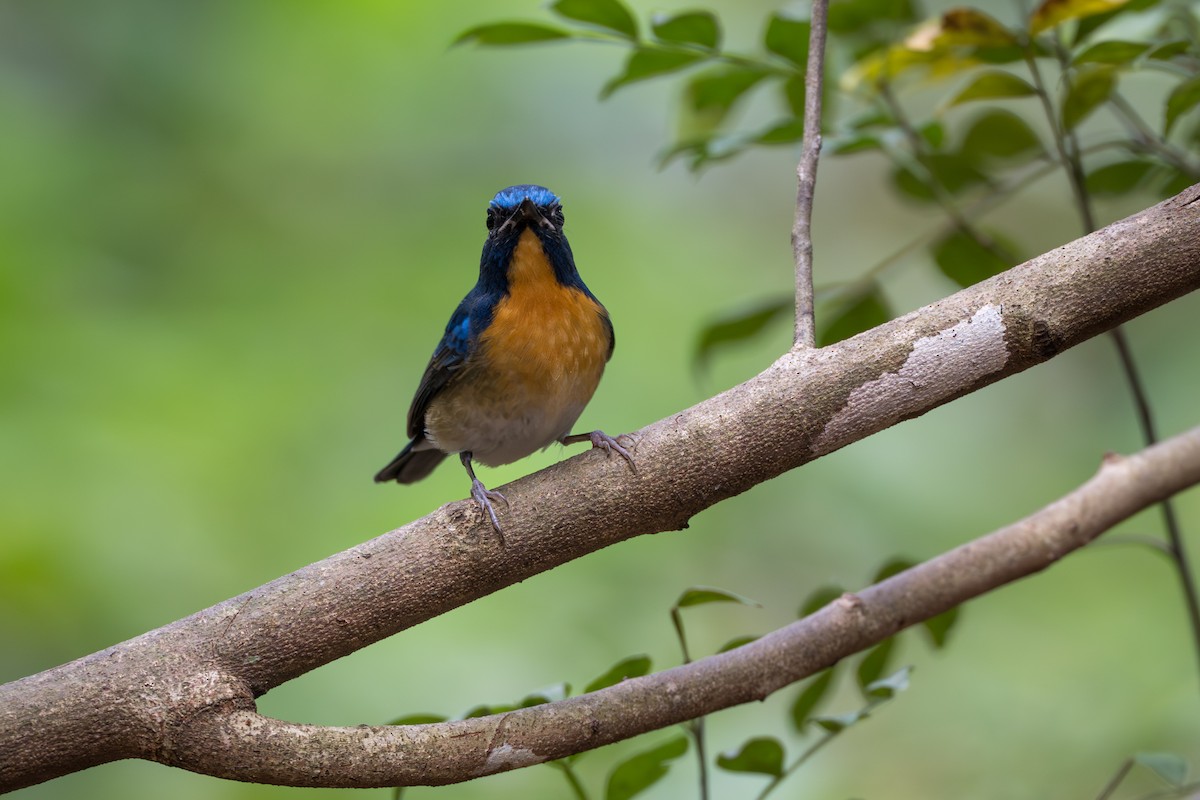 Indochinese Blue Flycatcher - ML652393201