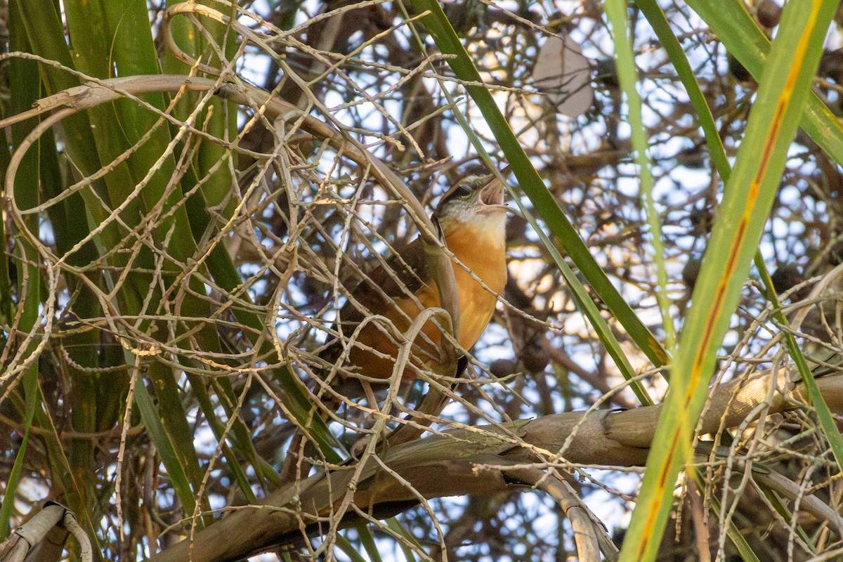 Carolina Wren - ML652393203