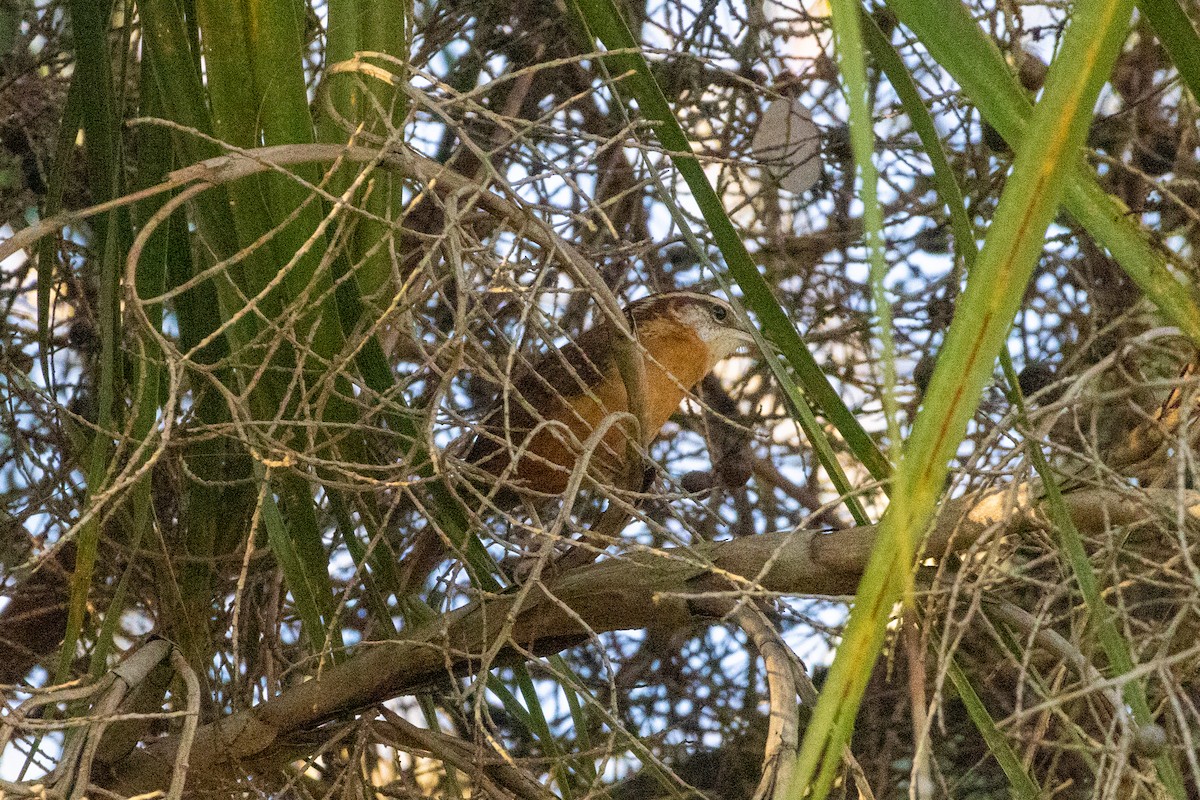 Carolina Wren - ML652393204