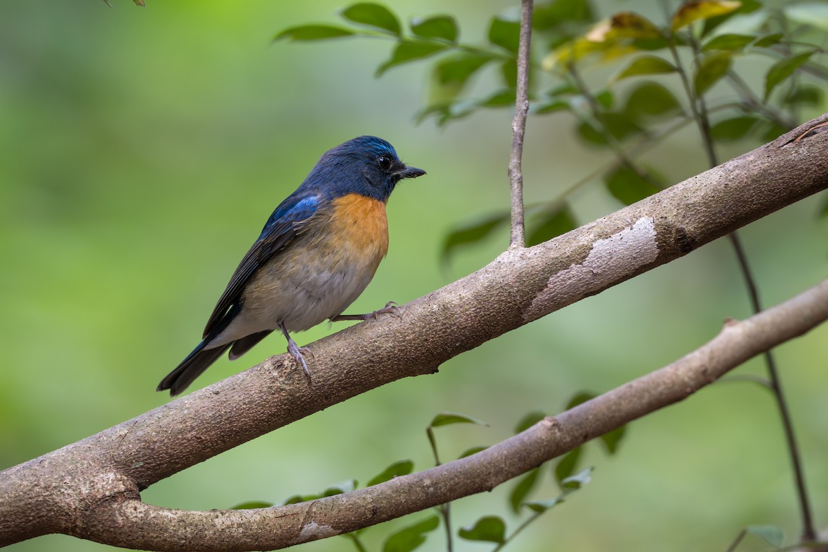 Indochinese Blue Flycatcher - ML652393206