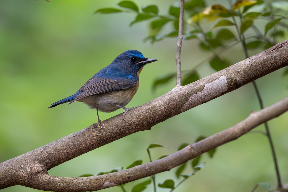 Indochinese Blue Flycatcher - ML652393209