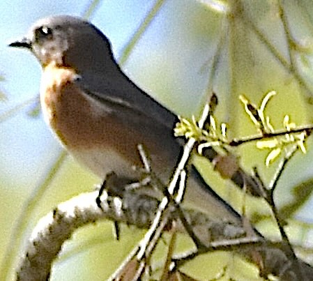 Eastern Bluebird - ML652393304
