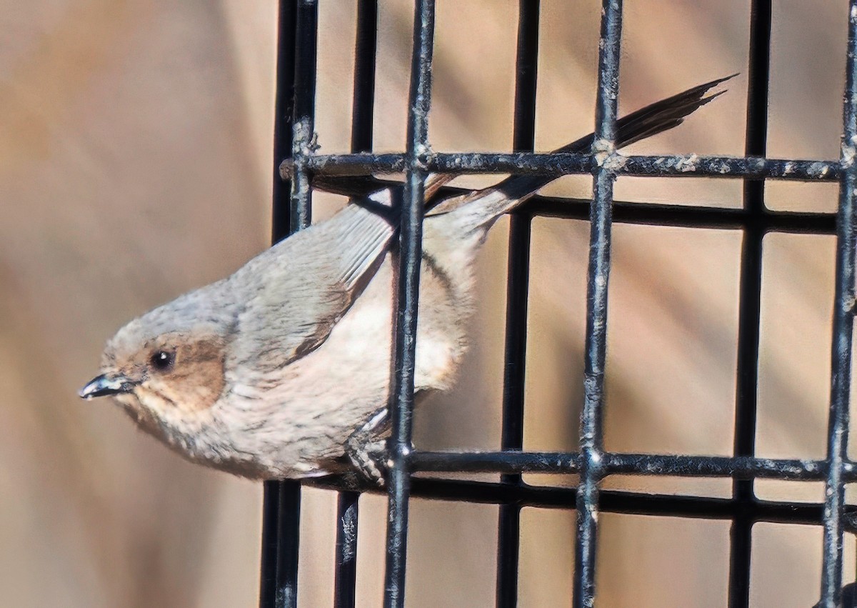 Bushtit - ML652393609