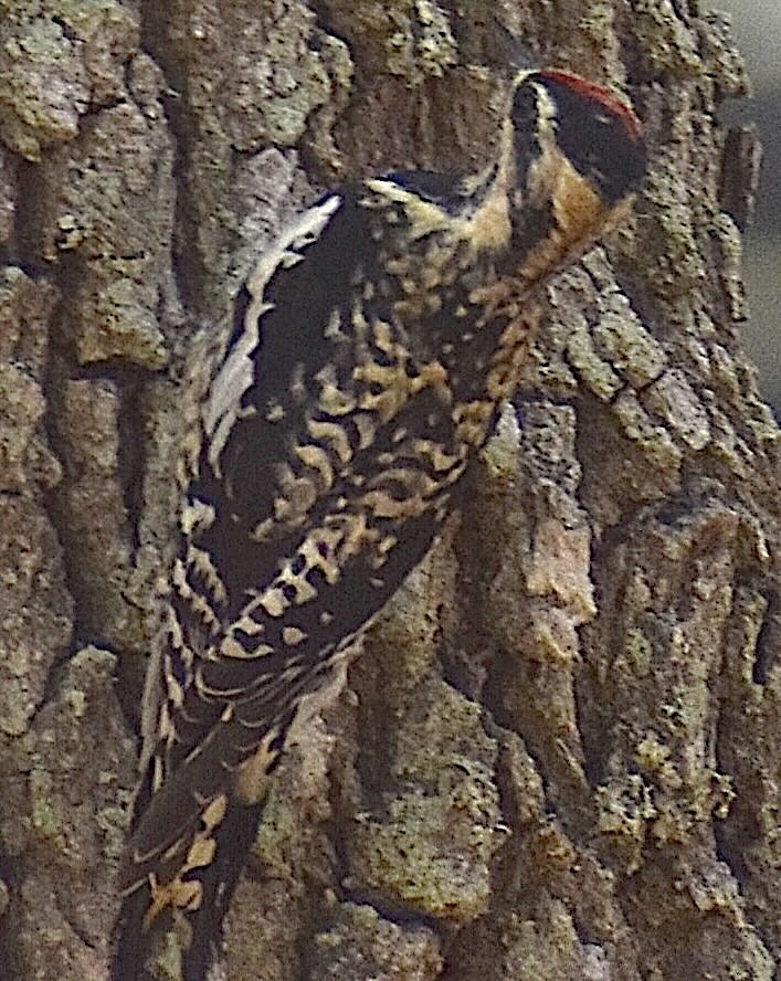 Yellow-bellied Sapsucker - ML652394008