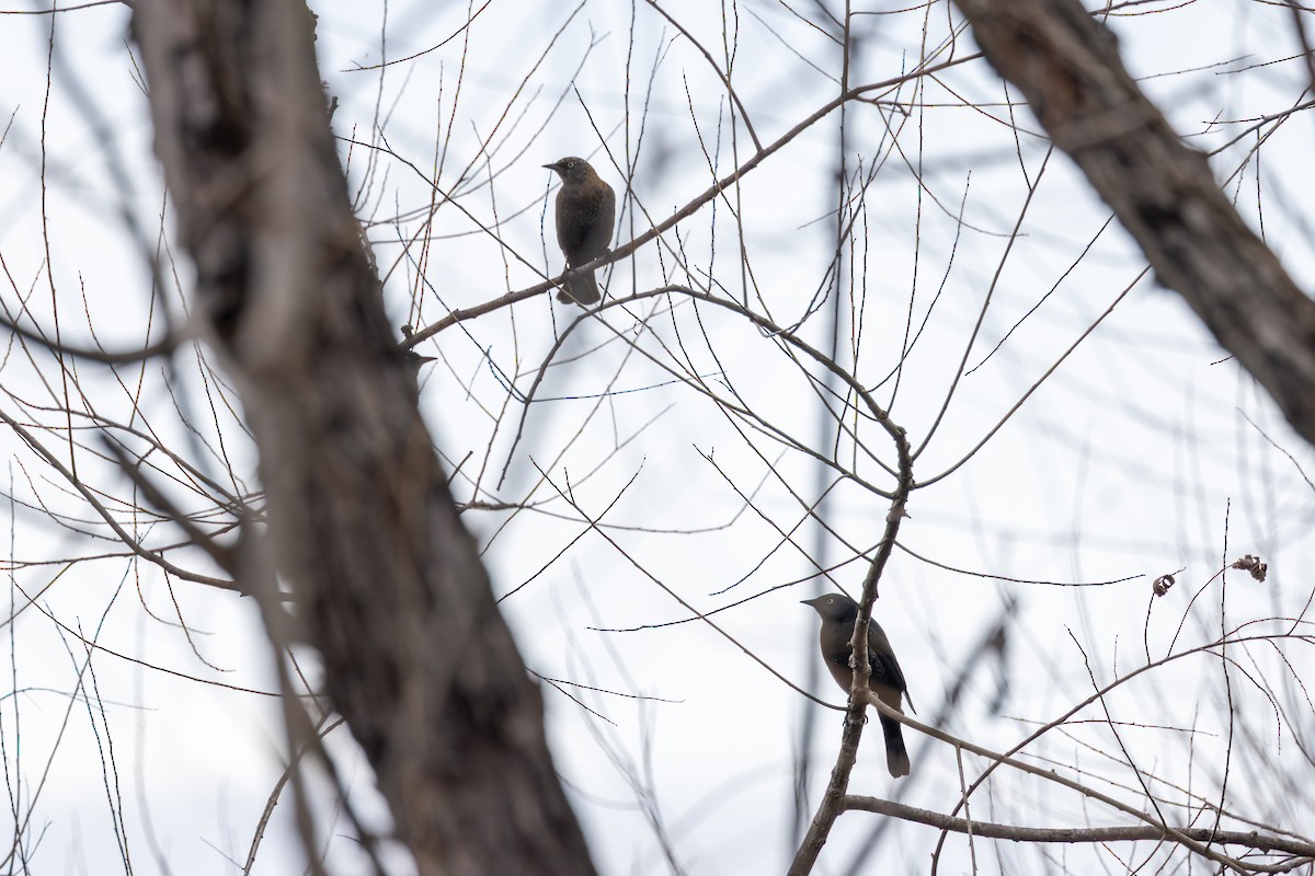 Zanate Canadiense - ML652394023