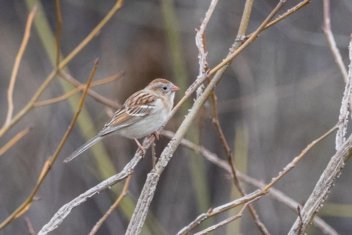 Chingolo Campestre - ML652394039