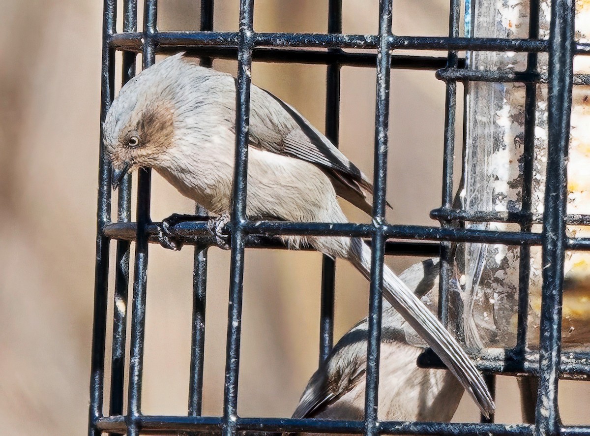 Bushtit - ML652394203