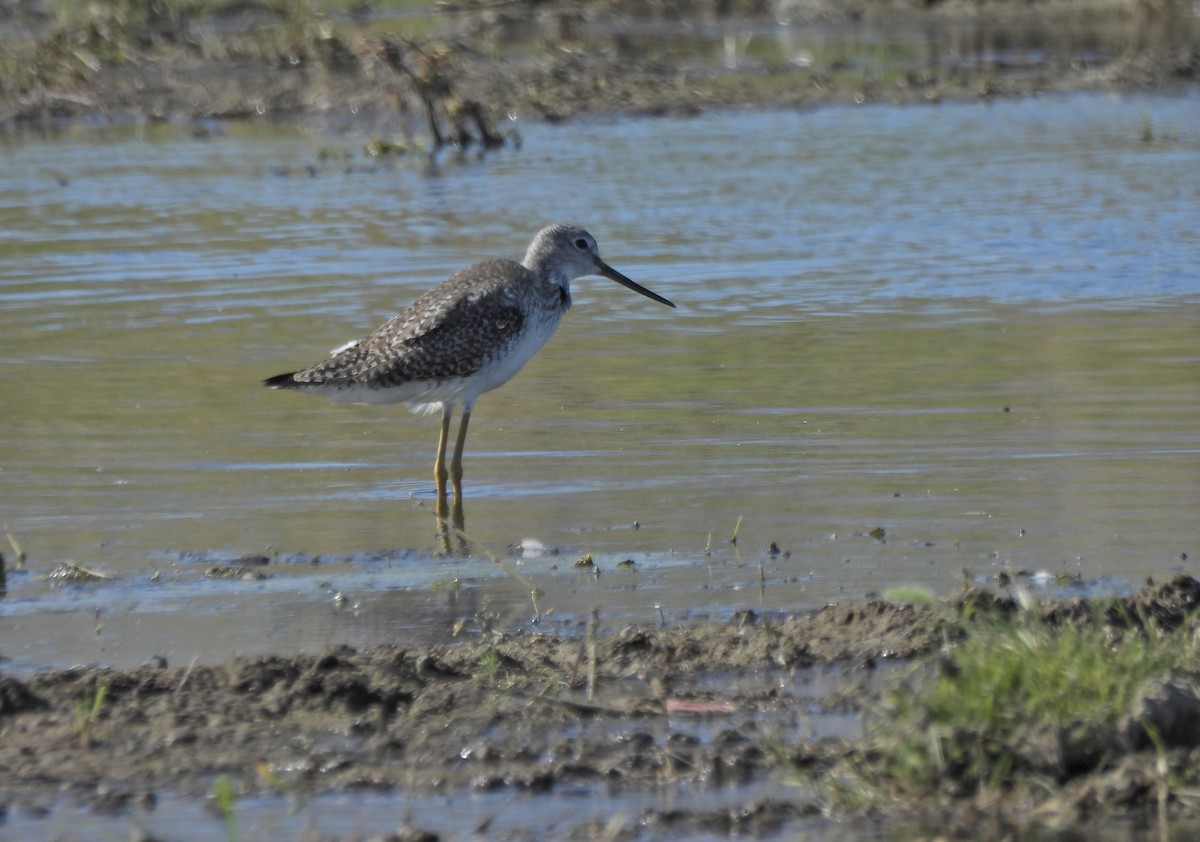 Kuliska hankahori handia - ML652394323