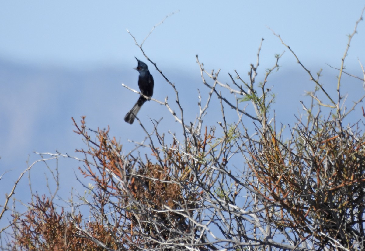 Phainopepla - ML652394342