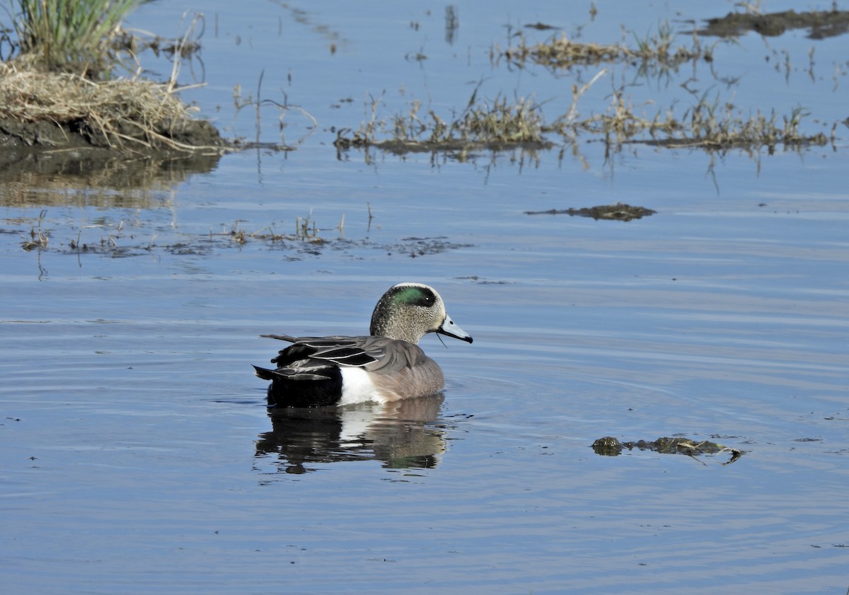 Ahate txistulari amerikarra - ML652394362