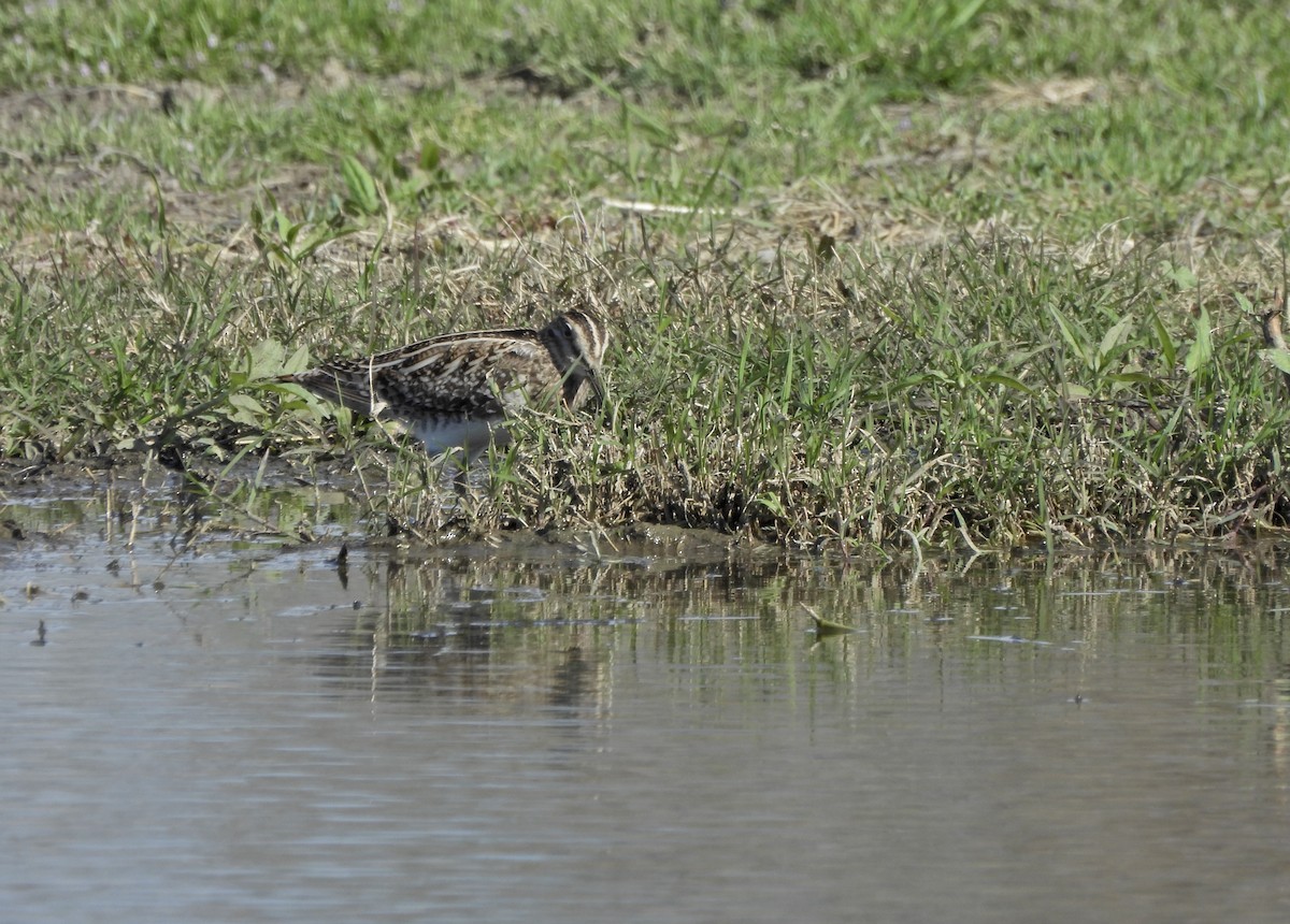 Wilson istingorra - ML652394409