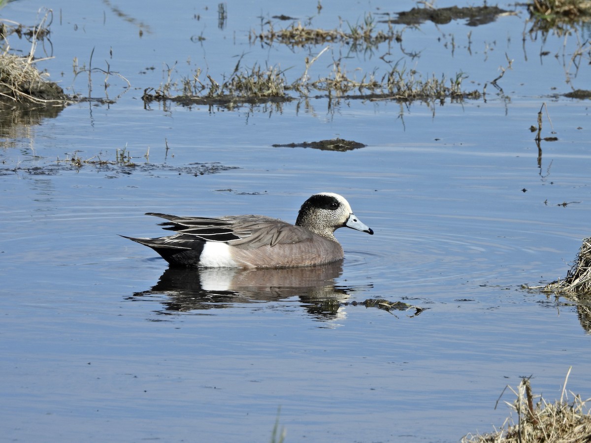 Ahate txistulari amerikarra - ML652394539