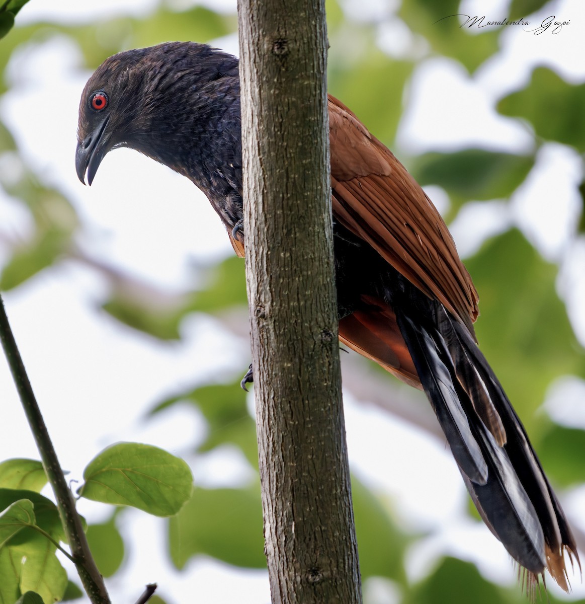 Heckenkuckuck - ML652394692