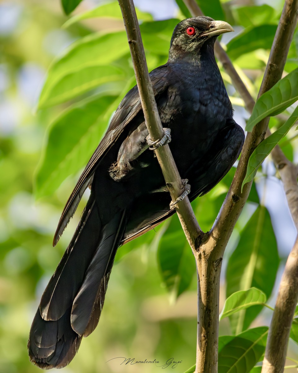 Asienkoel - ML652394725