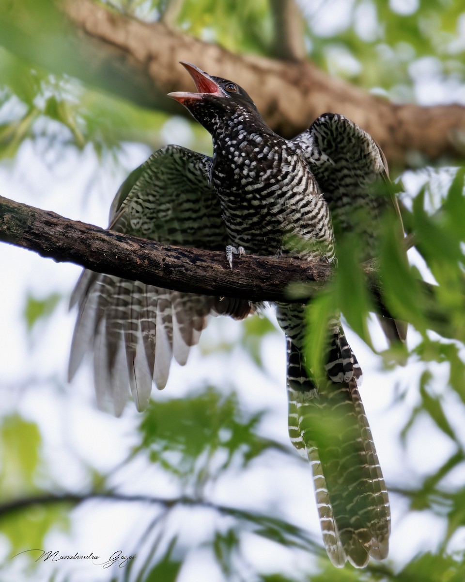 Asienkoel - ML652394726