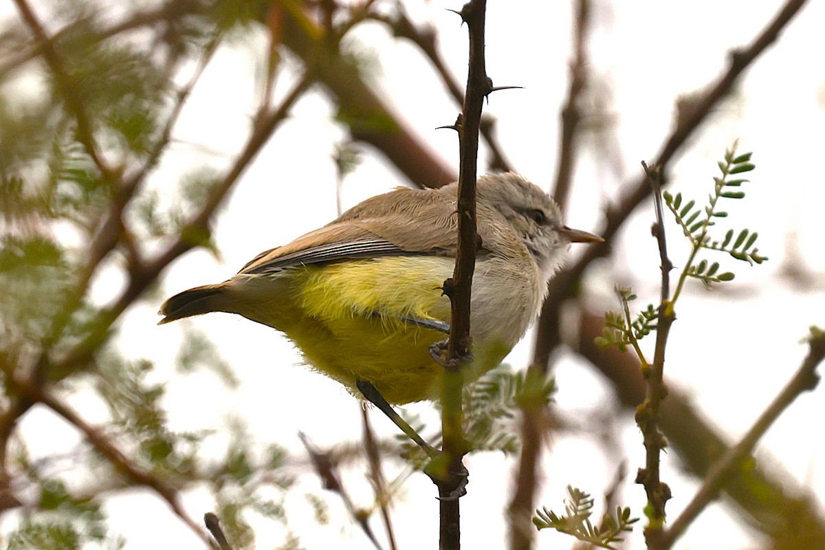 Yellow-bellied Eremomela - ML652394758