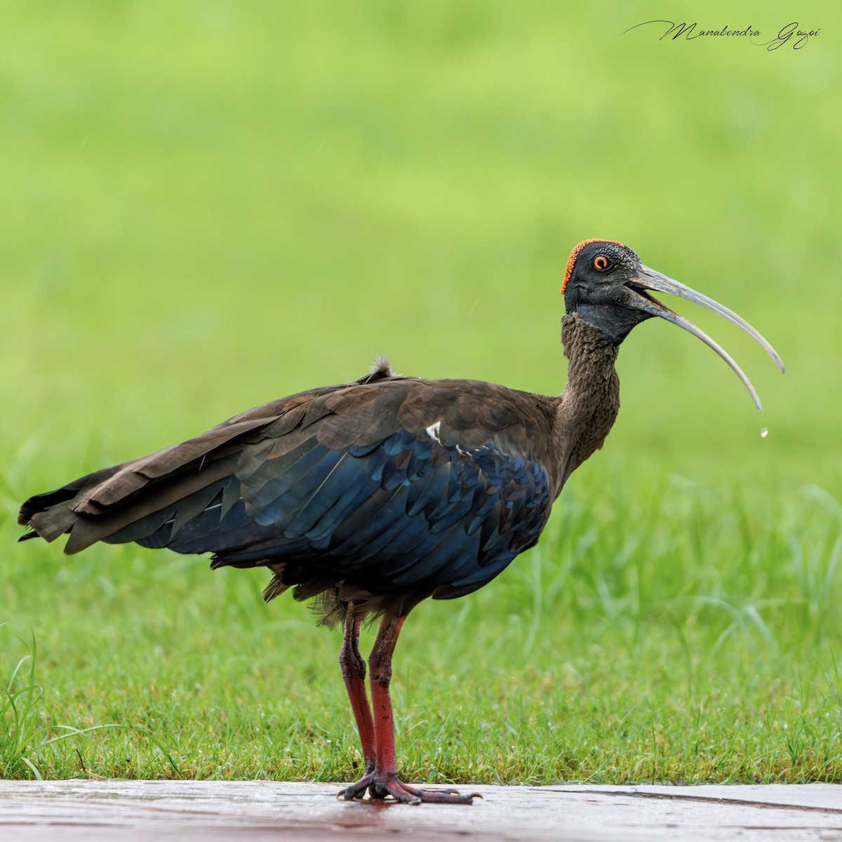 Warzenibis - ML652394790