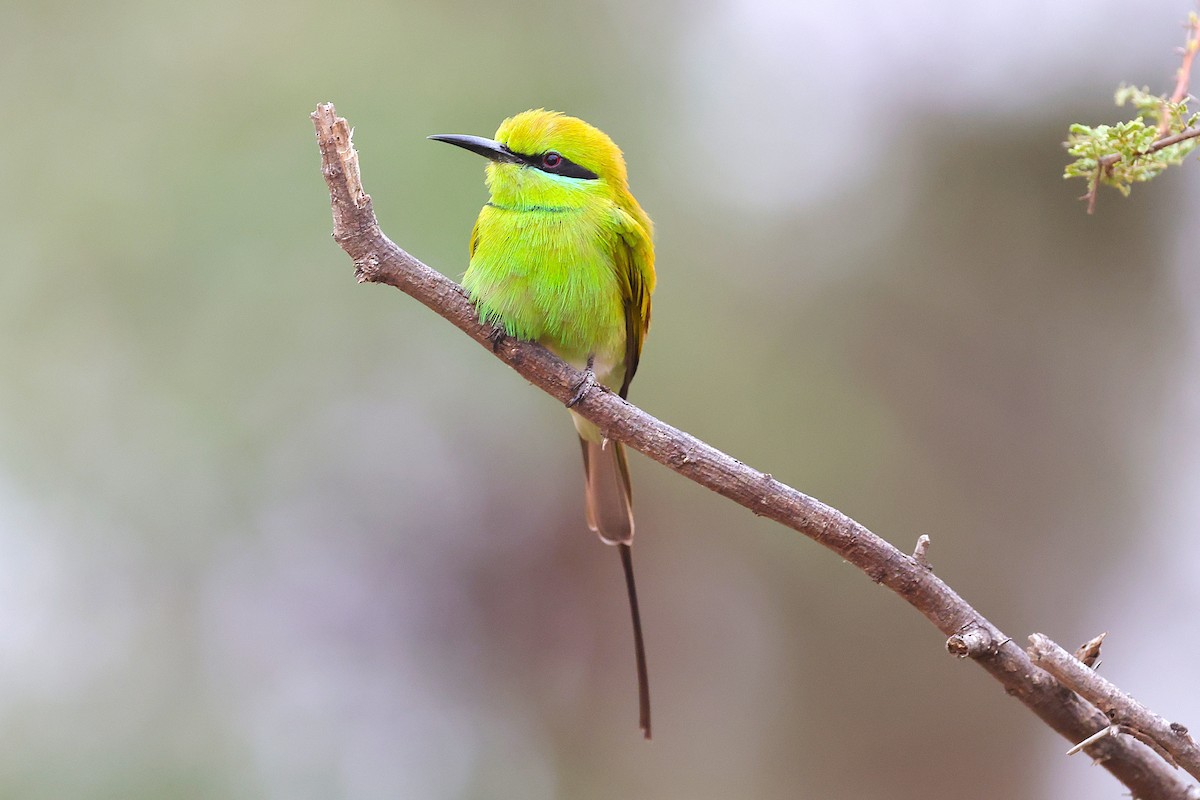 שרקרק צהוב גרון - ML652394791